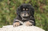 DOGUE DU TIBET 492